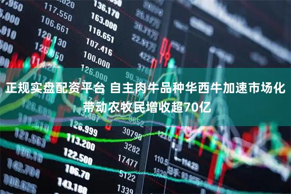 正规实盘配资平台 自主肉牛品种华西牛加速市场化 带动农牧民增收超70亿